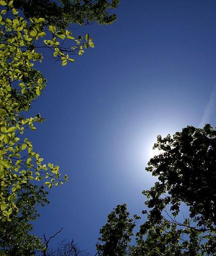 WOODS trees and sky-woods.jpg