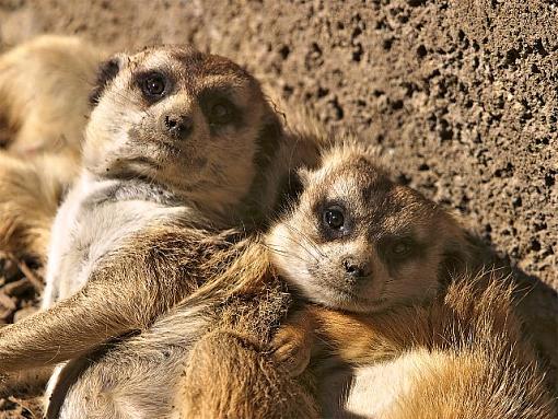 Ya Gotta Love Meerkats-meerkats.jpg