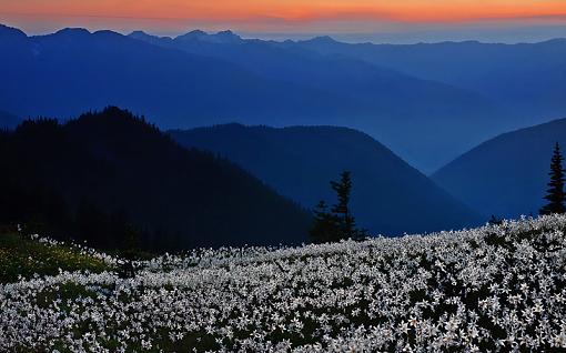 Hurricane Ridge Olympic Mountains-hurricaneridge-sunset-wildflowers1white.jpg