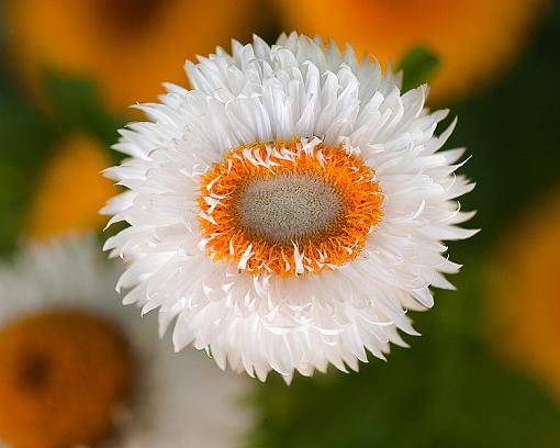 Flowers in color-orange-white.jpg