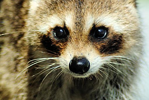 little bandit-racoon584.jpg