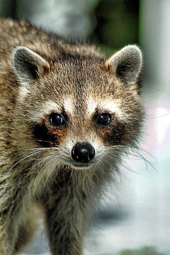 little bandit-racoon585.jpg