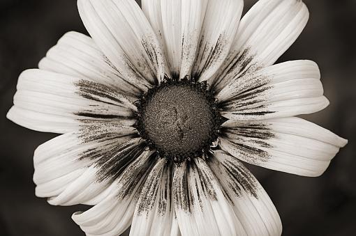 Colorless flower-b-w-flower.jpg