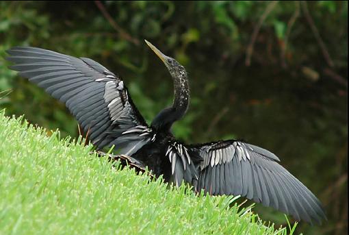 Spread 'em-anhinga.jpg