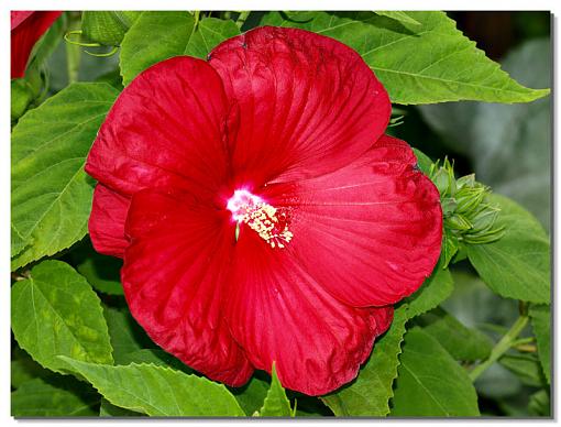 Red-hibiscus.jpg