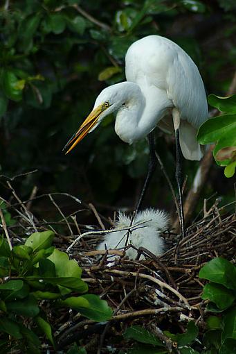 Tending the nest-tending_the_nest1125.jpg