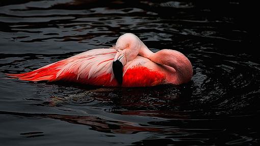 Flamingo Bath-flamingo1web800x191.jpg