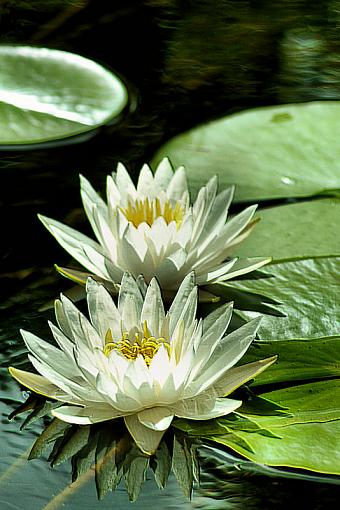 One for Snoid - water lilies-water_lilies1224.jpg