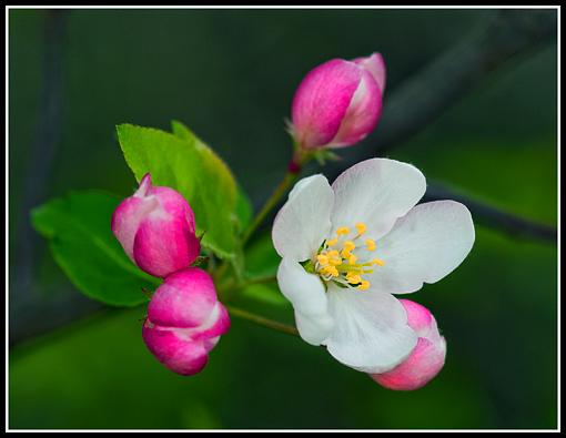 Apple Blossum...-dsc00998-edit-2_edited-3.jpg