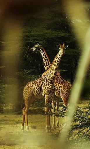 Giraffes-dsc04984p.jpg