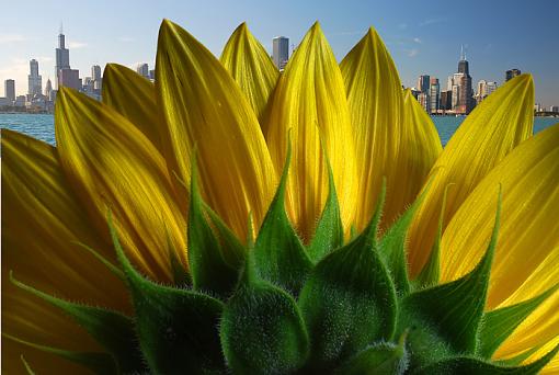 Chicago Sunflower-chicago-sunflower-small.jpg