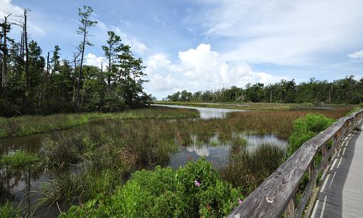 Bayou sceen taken this morning-dsc_1083-copy.jpg