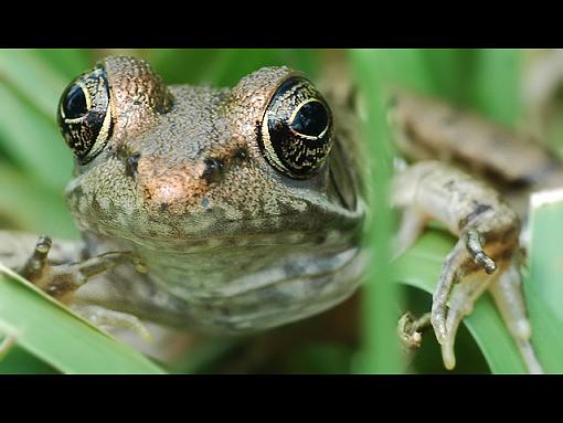 Leaping Leopard-frog.jpg