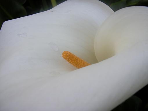 Flower photography (first post)-white-flower3.jpg