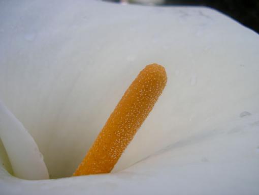 Flower photography (first post)-white-flower4.jpg