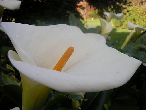 Flower photography (first post)-white-flower5.jpg