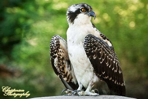 Osprey-osprey-4-1.jpg