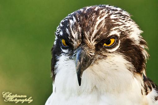 Osprey-osprey-3-1.jpg