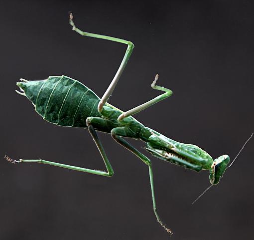 Praying Mantis Macro-mantis800jpeg.jpg