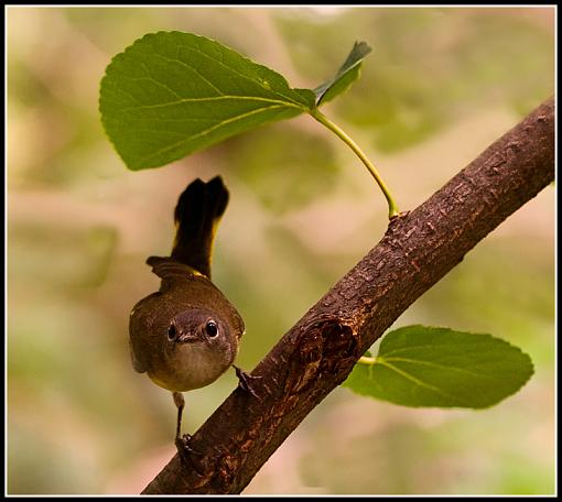 Female Redstart...-img_4579convert.jpg