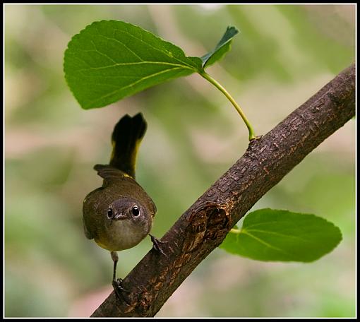 Female Redstart...-img_4579-b.jpg