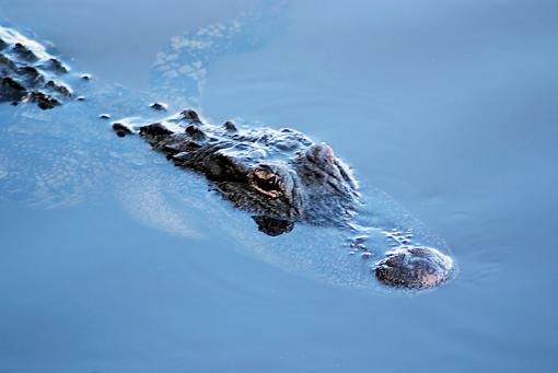 swimming gator-gator0496adj.jpg