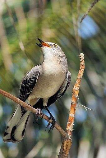 Mockingbird singing-mockingbird0574adj.jpg