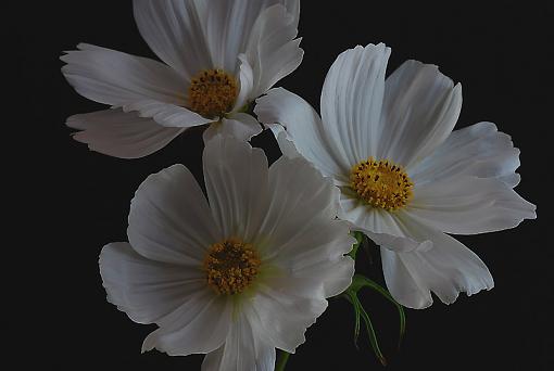 Cosmos-dsc_2555asharp.jpg