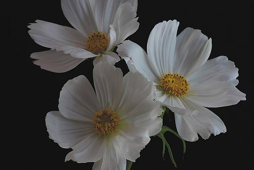 Cosmos-dsc_2555csmall.jpg