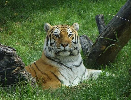 Tiger-image00001.jpg