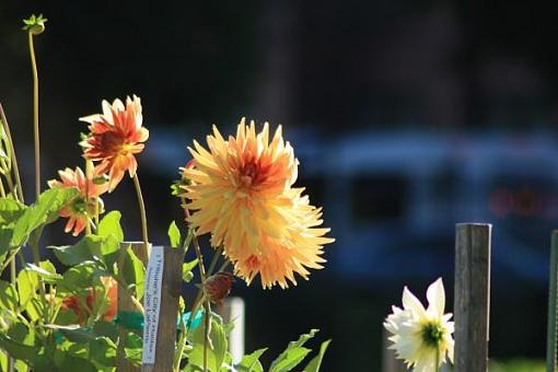 Micro waterfall-flower1.jpg