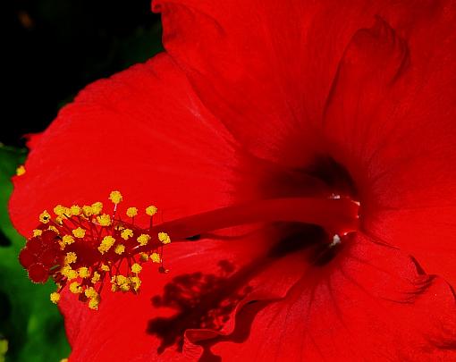 Hibiscus-img_1688.jpg