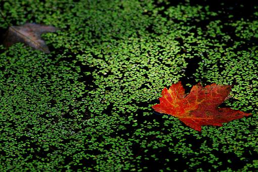 Maple Leaf in the Duckweed-dsc_2642asmall2.jpg