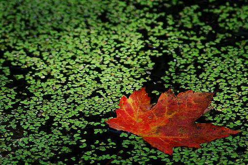 Maple Leaf in the Duckweed-dsc_2642b.jpg