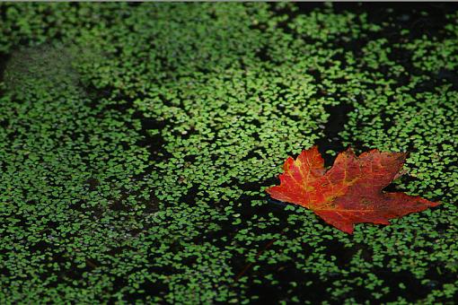 Maple Leaf in the Duckweed-dsc_2642d.jpg