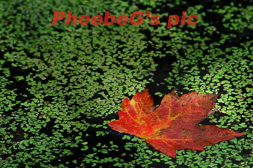 Maple Leaf in the Duckweed-duckwee11d.jpg