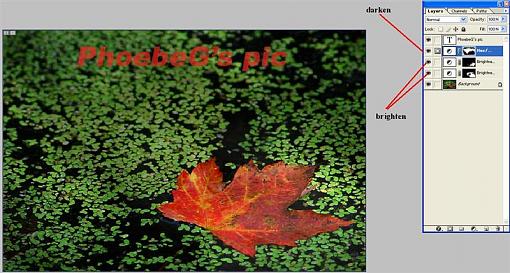 Maple Leaf in the Duckweed-explan.jpg