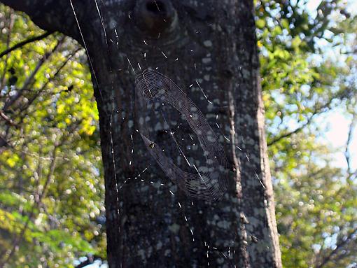 Come into my parlor.......-web-shed-1.jpg