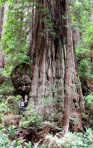 Humongous Redwood &amp; 40,000 lb. Burl-c_sir_isaac_500.jpg