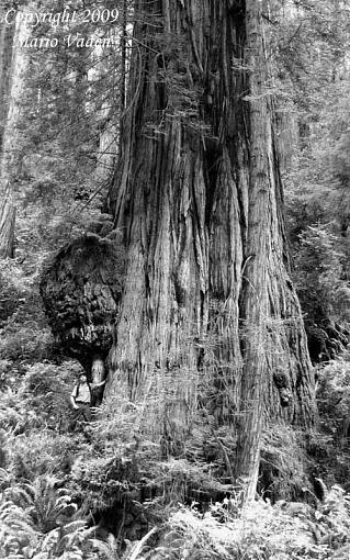 Humongous Redwood &amp; 40,000 lb. Burl-c_sir_isaac_500_bw.jpg