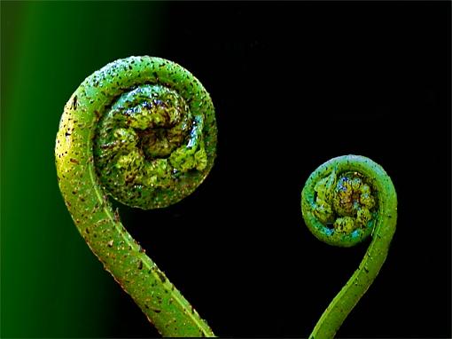 Ferns-frond4.jpg