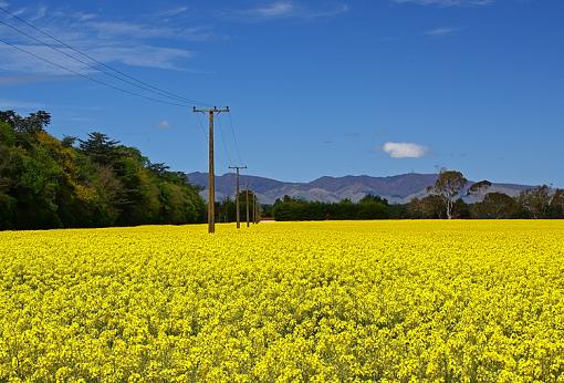 Mustard field-mustard-field.jpg