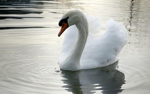 Neighborhood Swan.-_dsc9977-2x800.jpg