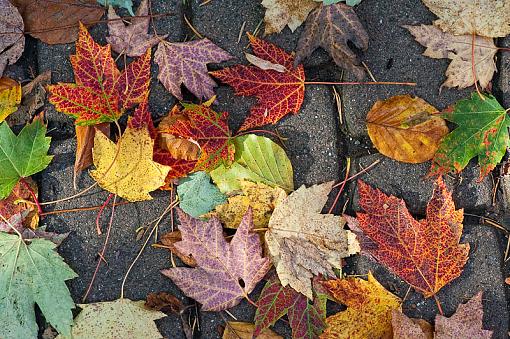 Assorted Leaves-assorted-leaves.jpg