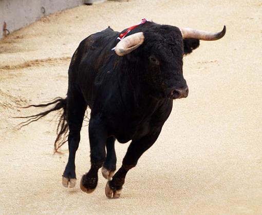 Bull Fighting in Madrid-20090916_169.jpg