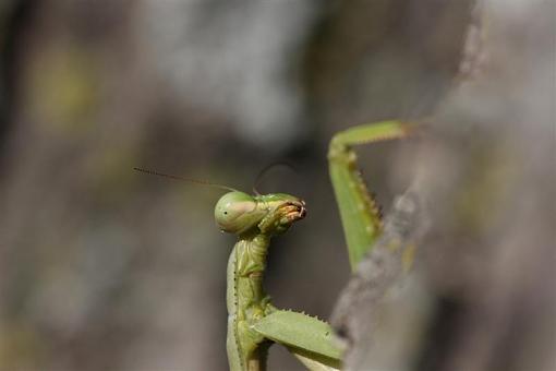 Praying Mantis-img_5448-medium-.jpg