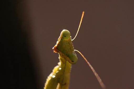 Praying Mantis-img_5458-medium-.jpg