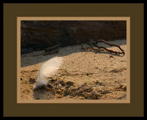 Couple of beach Shots-leaf2.jpg