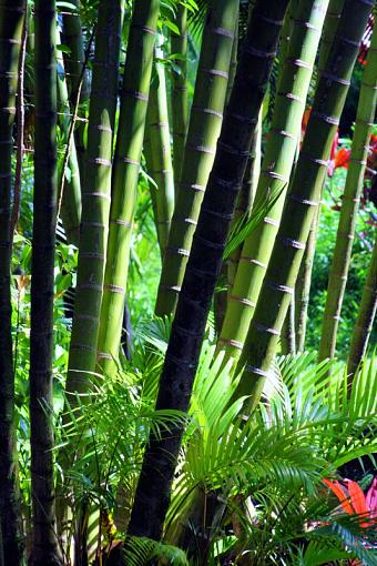 Bamboo Forest, Hana Maui-img_2881.jpg