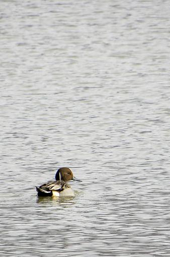 Pintail Drake #2-pintail-drake.jpg